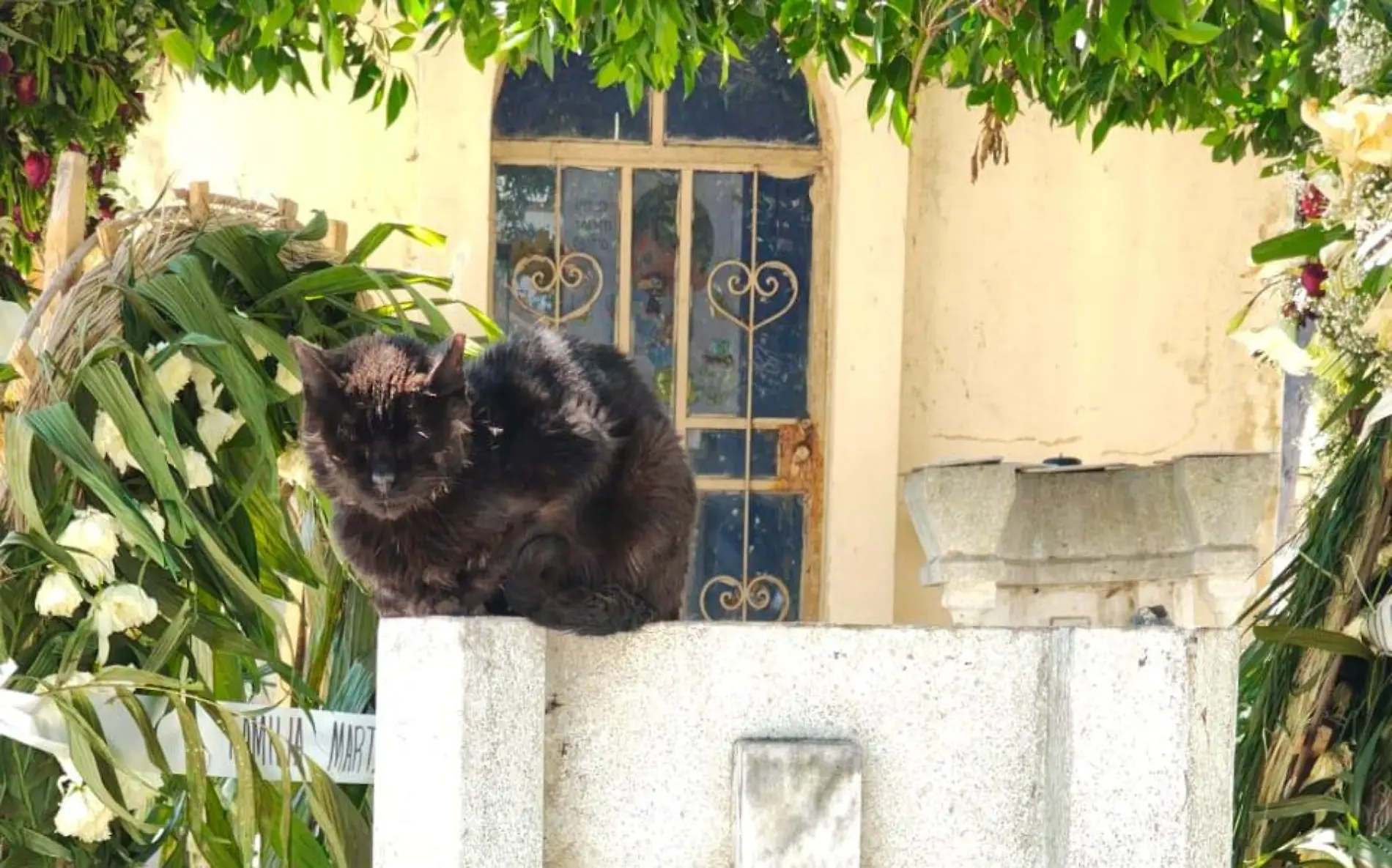 Gato feral sobre una tumba